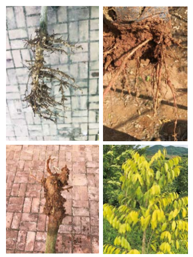 【连载】2024中国沉香产业发展报告第三章第一节 | 沉香人工栽培（14）