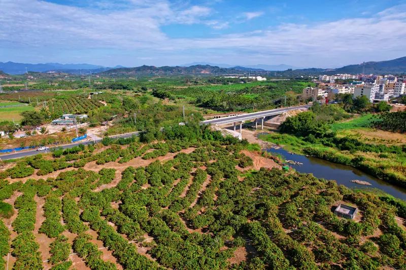 【产业】每公斤168元 乐东的这个农业基地把芒果卖到了海外