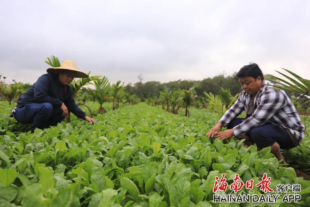 定安大效村：产业短平快 增收有效果