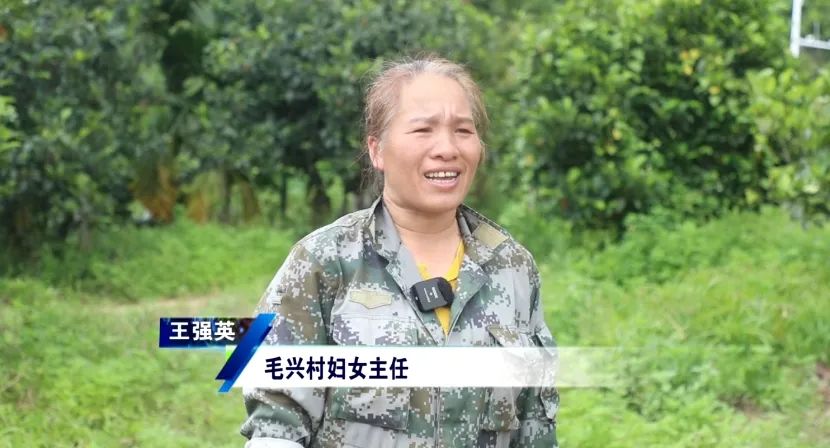 五指山：毛兴村榴莲蜜喜获丰收 集体经济“甜蜜”助农增收