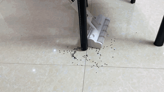 椅子腿下 黑米