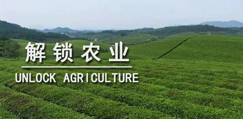 抓品质树品牌：艾草产业坚守者陈建国的耕耘之路