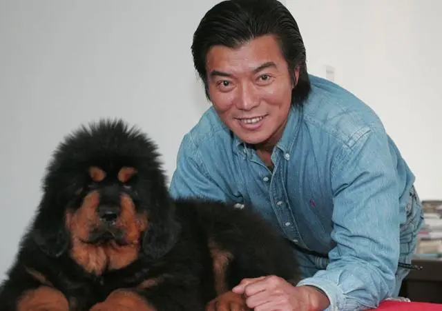 哭泣的藏獒：3000万一头的“神兽”，如今沦为火锅食材