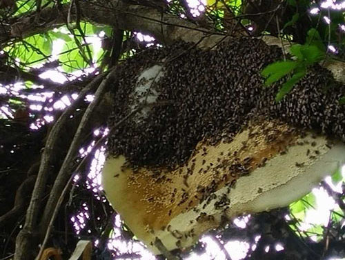 树林中的排蜂