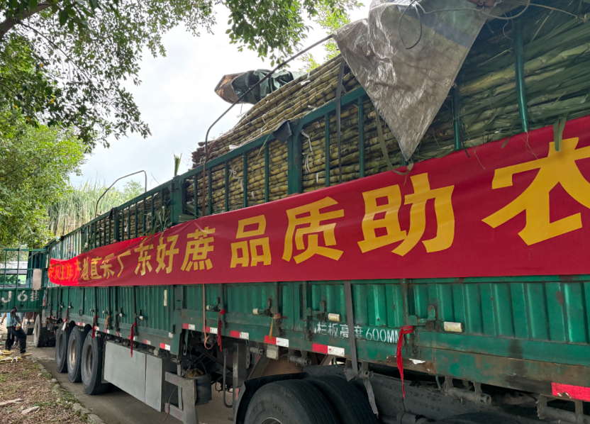 京东折扣超市助农：广州南沙黄皮甘蔗4月5日全国开卖