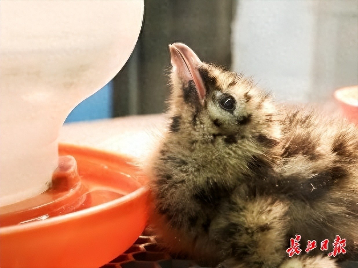东湖飞鸟世界人工孵化和育雏首例红嘴鸥