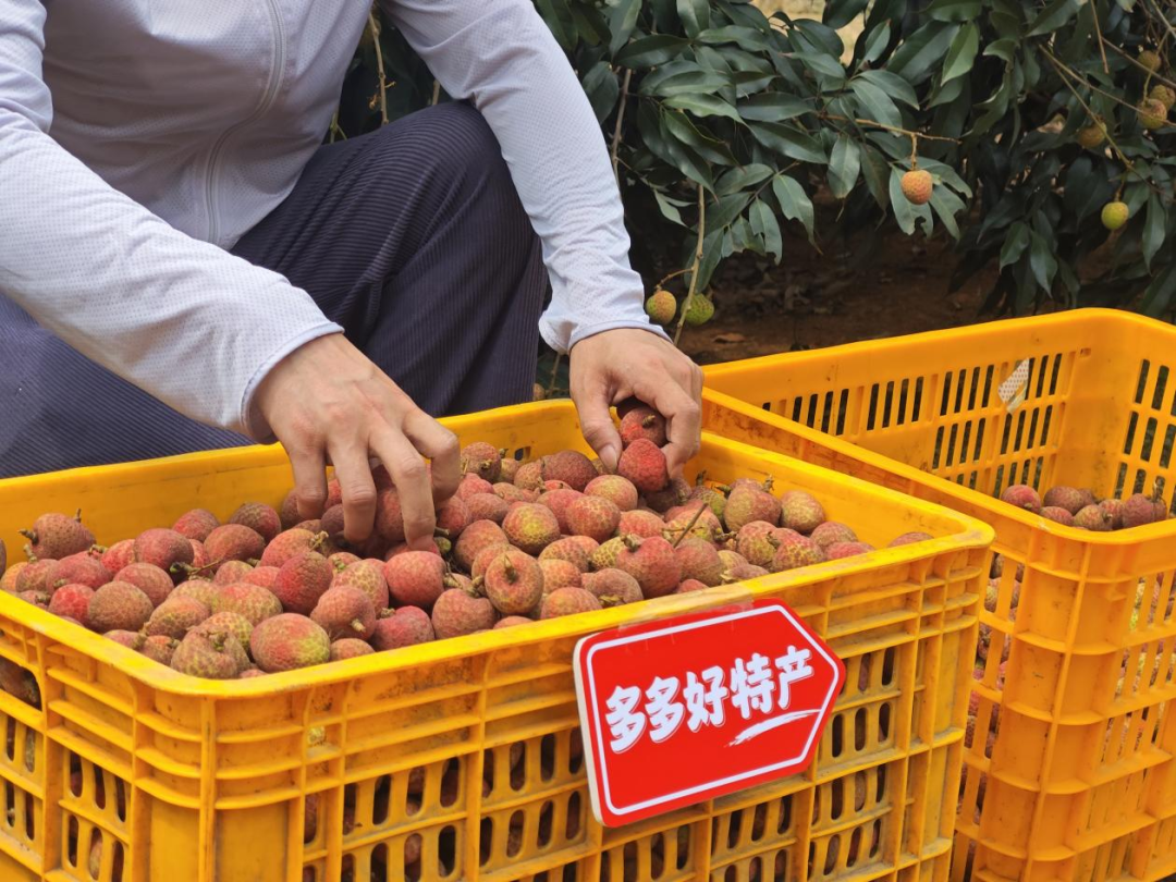 海南鲜荔上市，“多多好特产”助力商家提利润，农户增收超20%