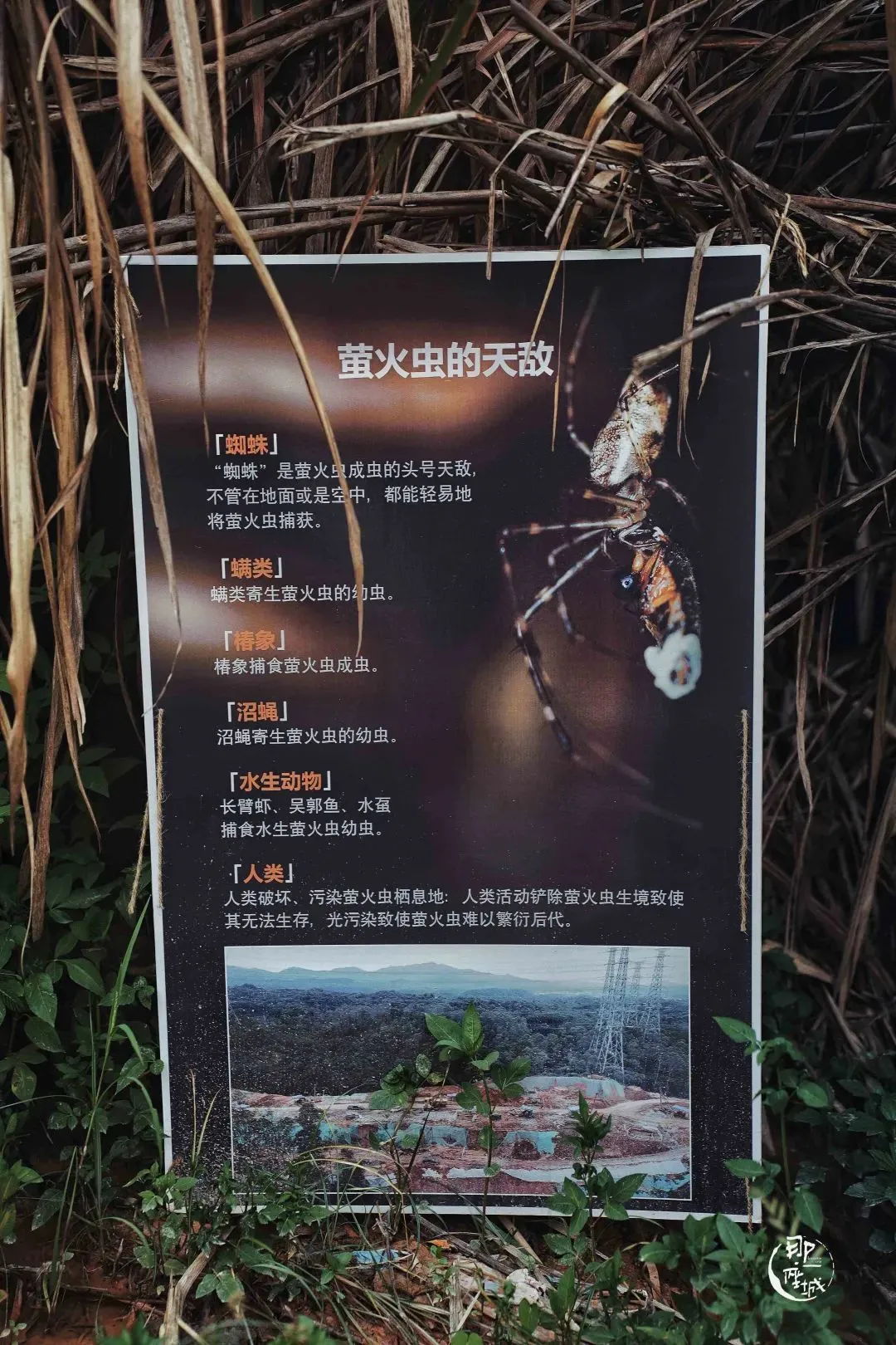 他们杀死了萤火虫？