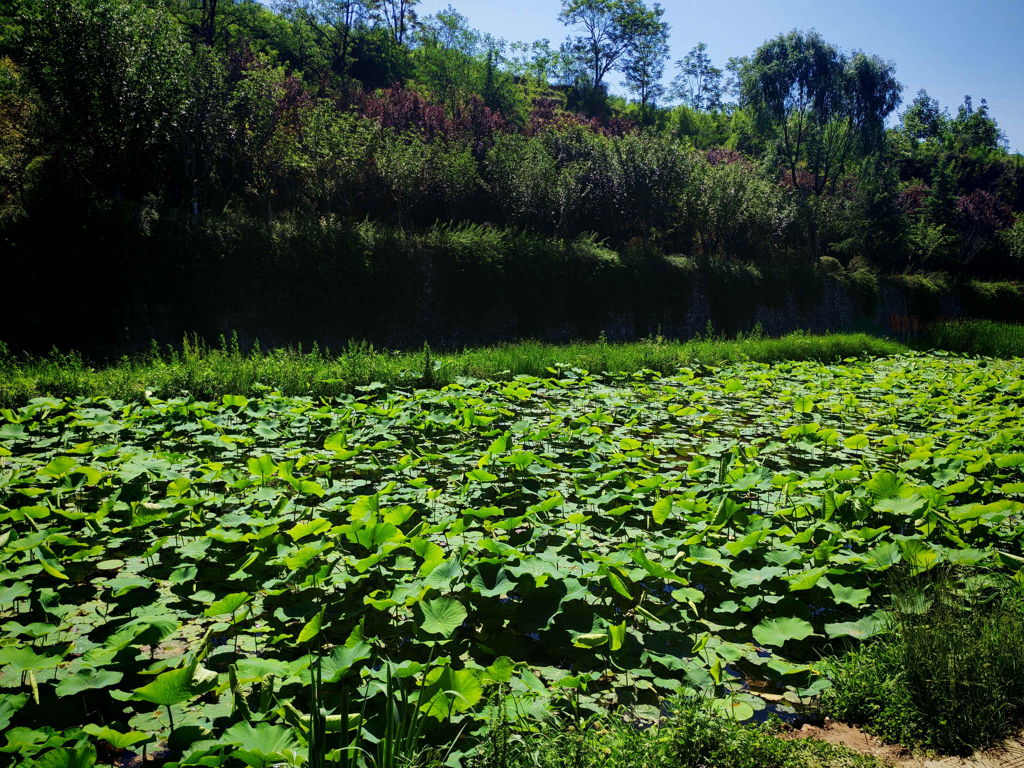 6月份的铜川王家河湿地公园美景如画（4）【摄影周春辉】