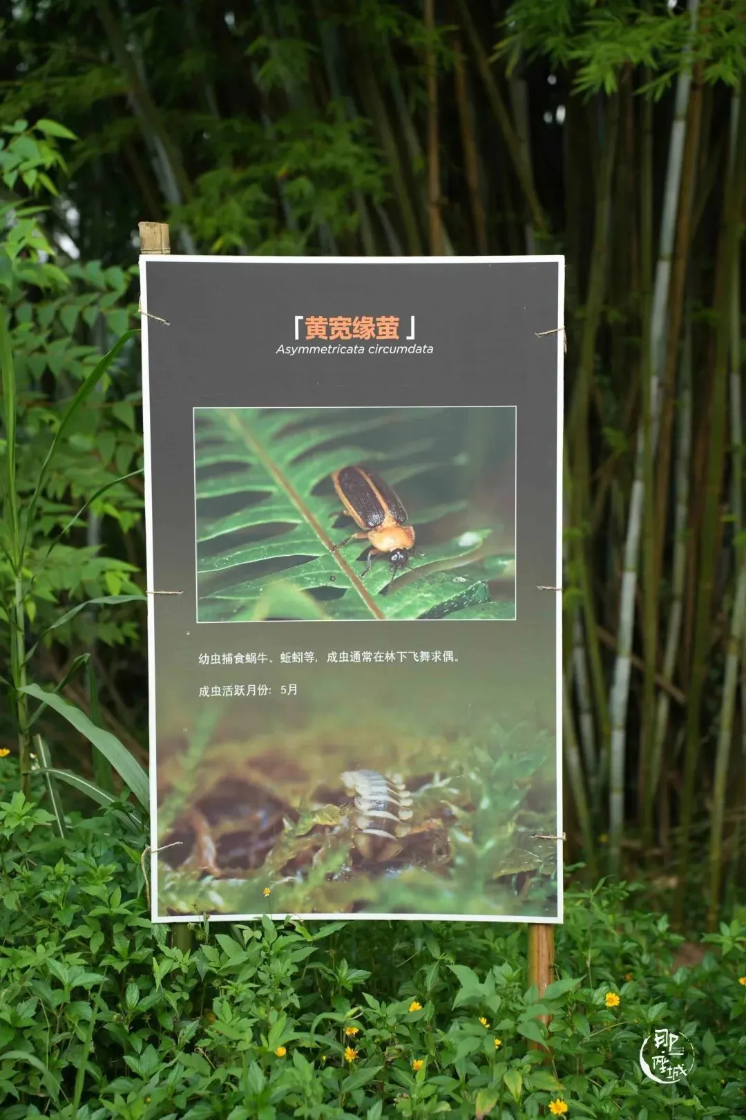 他们杀死了萤火虫？