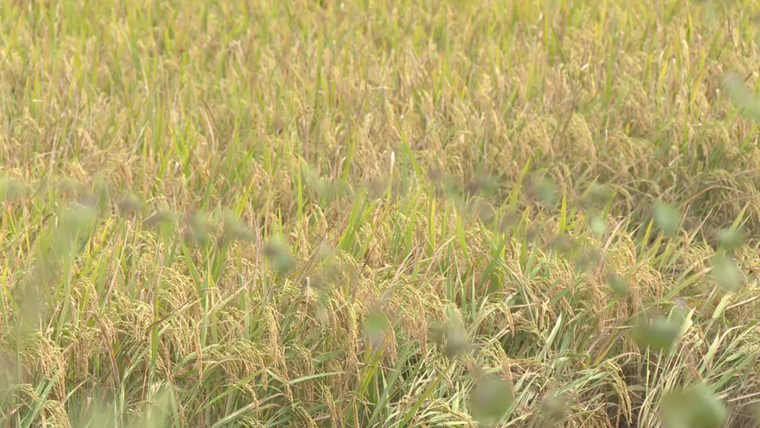 屯昌：又“稻”丰收季 17万亩晚稻喜迎丰收