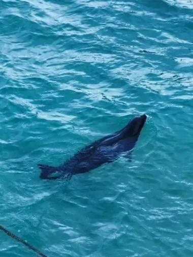 一场美丽邂逅：海豹“阿侬”的海南旅居时光
