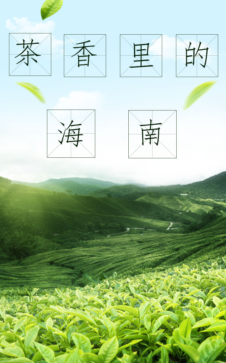 强国策划 | 茶香里的海南