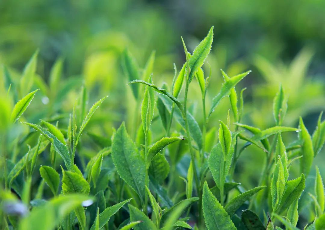 主题活动、篝火晚会......10月11日，与世界共品“海南雨林大叶茶”活动抢先剧透