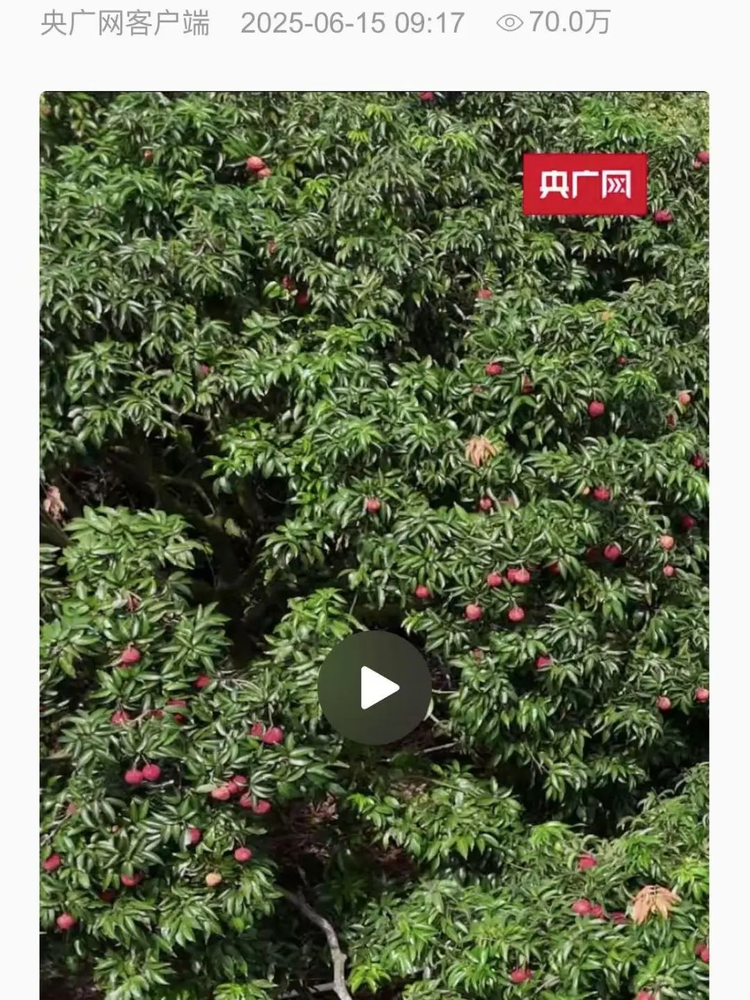央媒关注！海口火山岩上的“甜蜜经济”