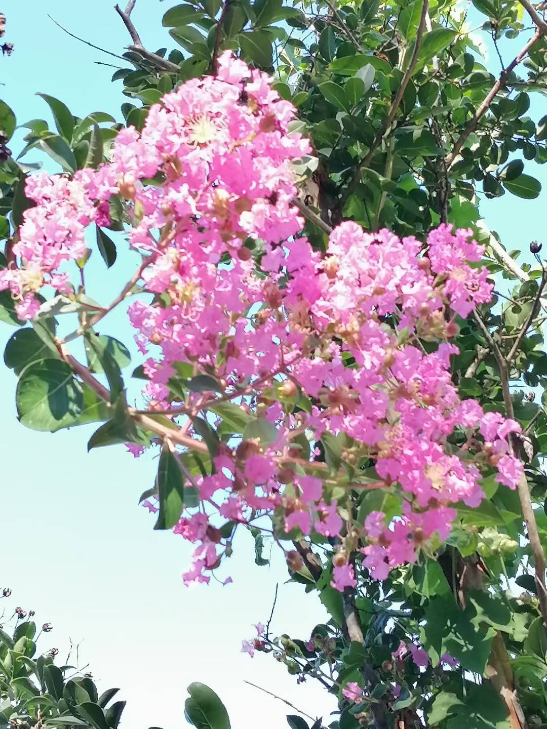 神鹰山庄的夏日【摄影王子文】