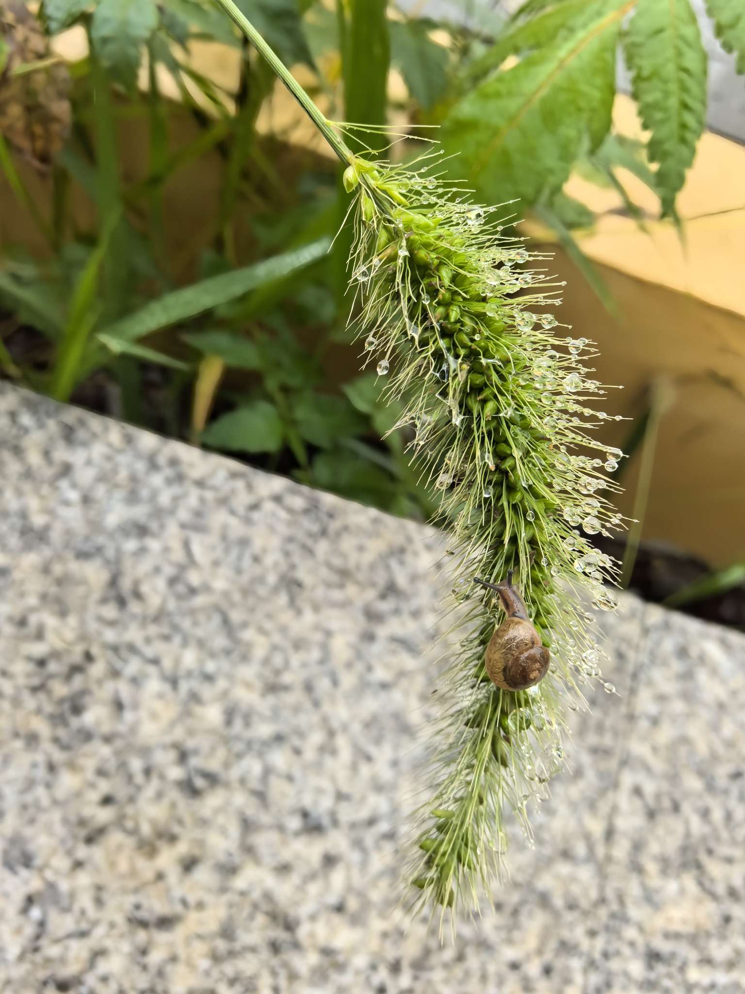 手机摄影:小蜗牛