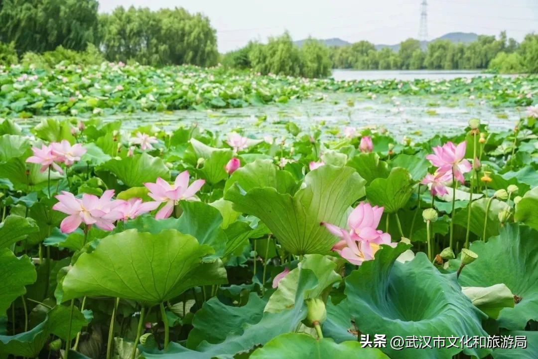 重磅！蔡甸莲藕入选全国百强